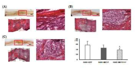 손상척수의 병리조직학적 소견 (H&E 염색) (A) MSC-GFP group,(B) MSC-BDNF group, (C) MSC-BDNF-IV group