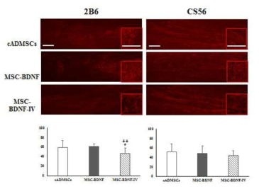 Chondrotin-4-sulfate (2B6)와 chondrotin sulfate (CS56)의 면역조직화학