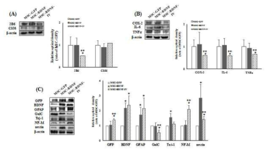 CSPG 분해산물, 염증 및 신경재생인자의 western blot (A) 2B6, CS56, MMP-2. (B) COX-2, IL-6 및 TNFα (C) GFP, BDNF, GFAP, GalC, Tuj-1, NF-M, nestin. **p < 0.05 versus the MSC-BDNF group