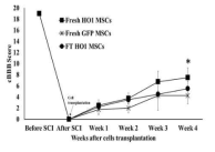 줄기세포 이식 후 4주간의 cBBB score의 변화 신선 HMOX1-MSCs가 이식 4주째에 다른 군들에 비해 유의적으로 cBBB score가 개선되었다 (p<0.05)