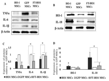 이식 4주째 손상조직에서의 염증 및 항염증 인자들의 발현 신선 HMOX1-MSCs군에서 염증인자의 감소 (p<0.05) 및 항염증인자의 증가를 확인 (p<0.05). 동결 HMOX1-MSCs는 TNF-alpha에서 발현이 대조보다 적었다 (p<0.05)