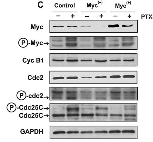 호르몬 비의존성 전립선암세포에서 taxol 처리와 c-Myc의 활성