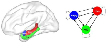 발작 초점 추변의 hippocampus(Hipp), parahippocampal gyrus(PHG), amygdala (Amyg)의 위치와 이 세뇌 영역 간의 인관관계 연결성