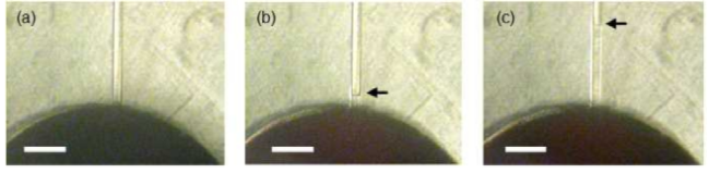 비드가 팩킹된 채널 입구에서 혈장이 혈액에서 분리되는 현미경 사진. (500 µm scale bar). (a) 혈액 주입, (b) 20초 후 and (c) 23초 후