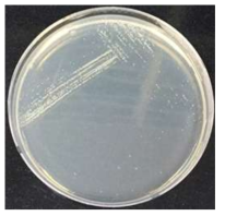 Selection of transformed E. coli containing Lpp promoter - Hsp70 – Frt cassette