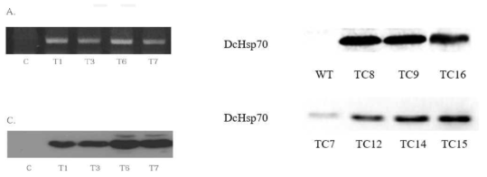 Expression of carrot Hsp17.7 Hsp70 in E. coli