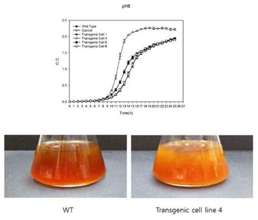 Enhanced cell growth of transformed yeast expressing carrot Hsp17.7 under a alkaline condition