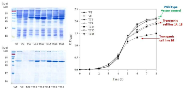Enhanced expression of recombinant ADH in transgenic E. coli cell lines at 37 ℃