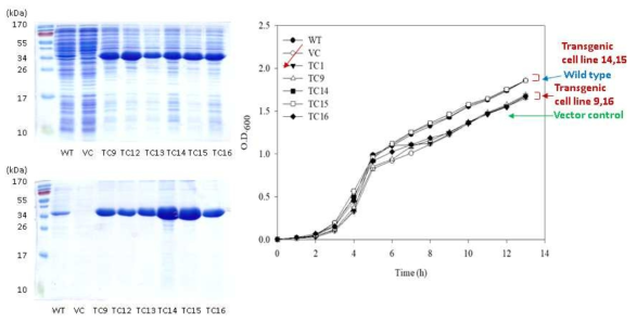 Enhanced expression of recombinant ADH in transgenic E. coli cell lines at 16 ℃
