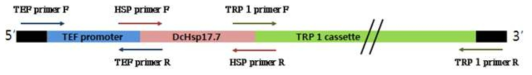 TEF promoter – Hsp17.7 gene – TRP1 DNA construct