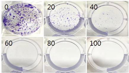 아래 그림에서 보는 바와 마찬가지로 apigenin은 paclitaxel에 내성을 보이는 MCF-7/PAC 세포의 colony formation 을 dose-dependent 하게 억제하였음