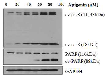 옆 그림에서 보는 바와 마찬가지로 apigenin은 paclitaxel에 내성을 보이는 MCF-7/PAC 세포의 apoptosis를 일으킴