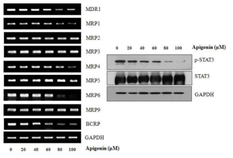 아래 그림에서 보는 바와 마찬가지로 apigenin은 paclitaxel에 내성을 보이는 MCF-7/PAC 세포에서 MDR의 mRNA level과 protein level을 감소시킴