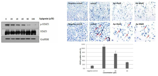 아래 그림에서 보는 바와 마찬가지로 apigenin은 p-STAT3의 발현을 억제하고 STAT3의 nuclear accumulation을 억제하였다