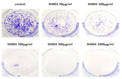 아래 그림에서 보는 바와 마찬가지로 SH003은 adriamycin에 내성을 보이는 MCF-7/ADR 세포의 colony formation 을 dose-dependent 하게 억제하였음