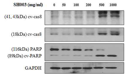 옆 그림에서 보는 바와 마찬가지로 SH003은 adriamycin에 내성을 보이는 MCF-7/ADR 세포의 apoptosis를 일으킴