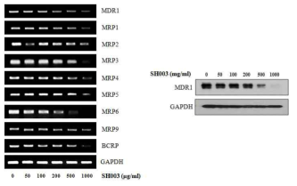 아래 그림에서 보는 바와 마찬가지로 SH003은 adriamycin에 내성을 보이는 MCF-7/ADR 세포에서 MDR의 mRNA level과 protein level을 감소시킴