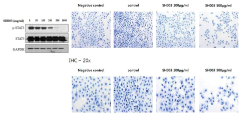아래 그림에서 보는 바와 마찬가지로 SH003은 p-STAT3의 발현을 억제하고 STAT3의 nuclear accumulation을 억제하였다