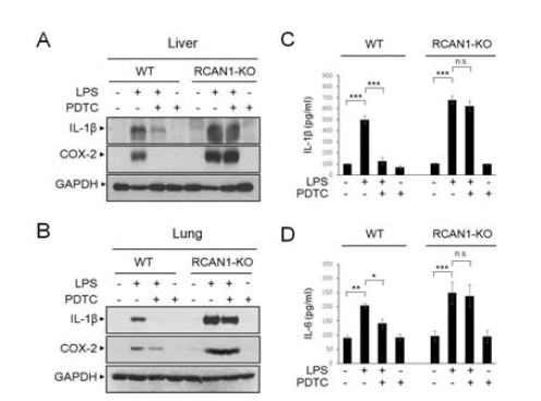 RCAN1 KO-mouse에서의 면역 반응