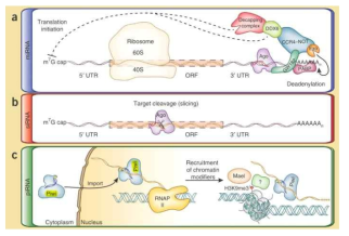 Overview of effector-step mechanisms