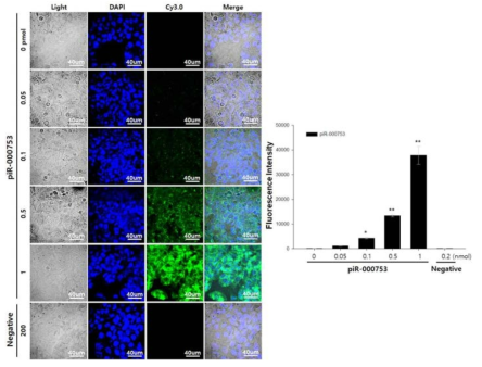세포내에서 piR-00753 MB의 진단 영상 조건 확립