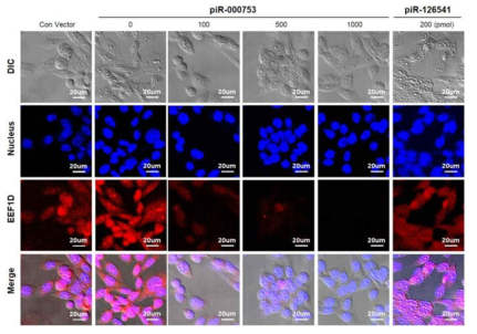 piR-00753와 EEF1D의 발현 관계를 세포내에서 확인