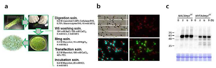 10일간의 암조건 하의벼 줄기로부터 원형질체의 분리. (A) 벼 원형질체의 분리 과정 (B) GFP를 이용한 transfection 효율 측정 (C)시간당 단백질 발현 정도 비교