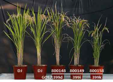 Field에서 선발된 miRNA 과발현 식물체의 phenotype의 예: miR399 series 식물체의 ealry senescence