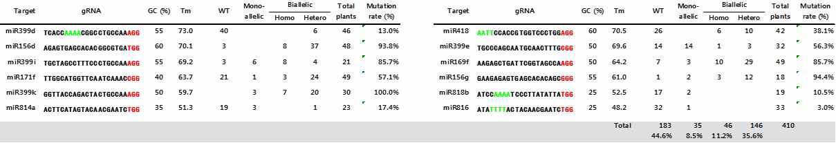 CRISPR/Cas9을 이용한 drought-responsive miRNAs의 knockout 식물체의 현황 및 mutation의 여부 및 효율 분석