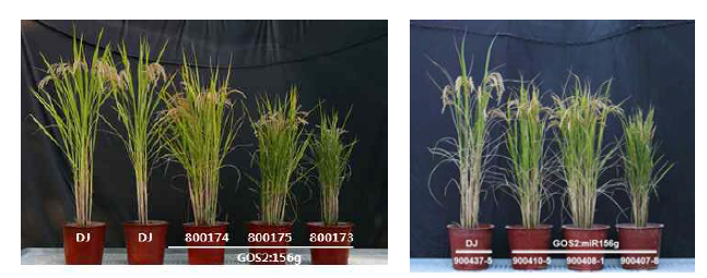 miR156g 과발현 식물체 T1과 T2의 농업형질 분석 비교
