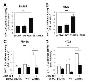 세로토닌성 신경 세포주 HT22, RN46A에서 LRRK2G2019S에 의한 5-HT1AR 비교