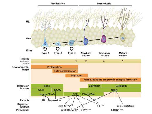 Adult Hippocampal neurogenesis 발달단계 및 지표