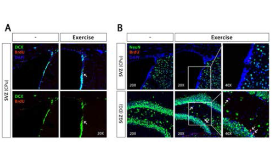 C57BL/6 mouse의 운동 유무에 따른 neurogenesis 지표 비교