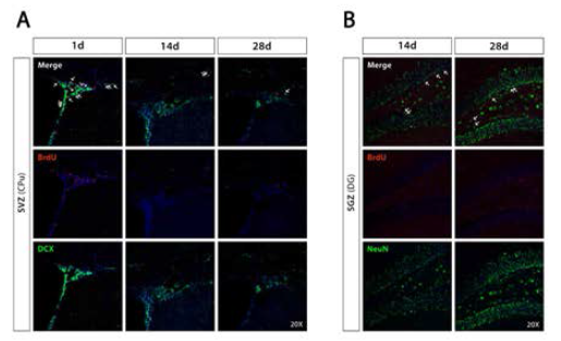 C57BL/6 mouse의 neurogenesis 지표
