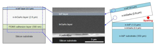 특정 계면에서 균일하게 분리된 후, PDMS를 이용하여 실리콘 기판으로 전사된 InP/InGaAs 에피층의 SEM 이미지