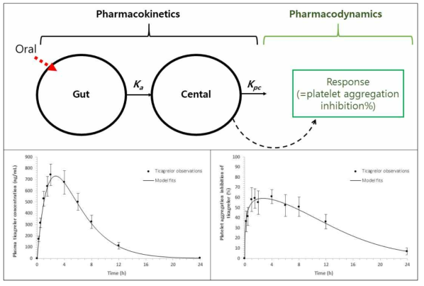 SD rat에 ticagrelor 10 mg/kg 경구투여 후 약물동태(좌) 및 약물동력학(우) 결과