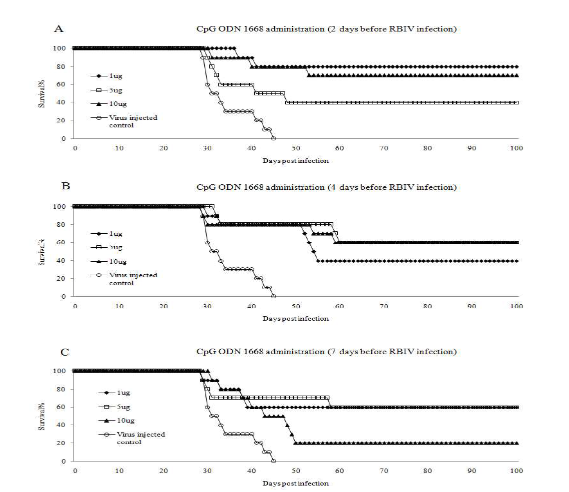 CpG ODN 1668의 RBIV 감염에 대한 폐사율 개선
