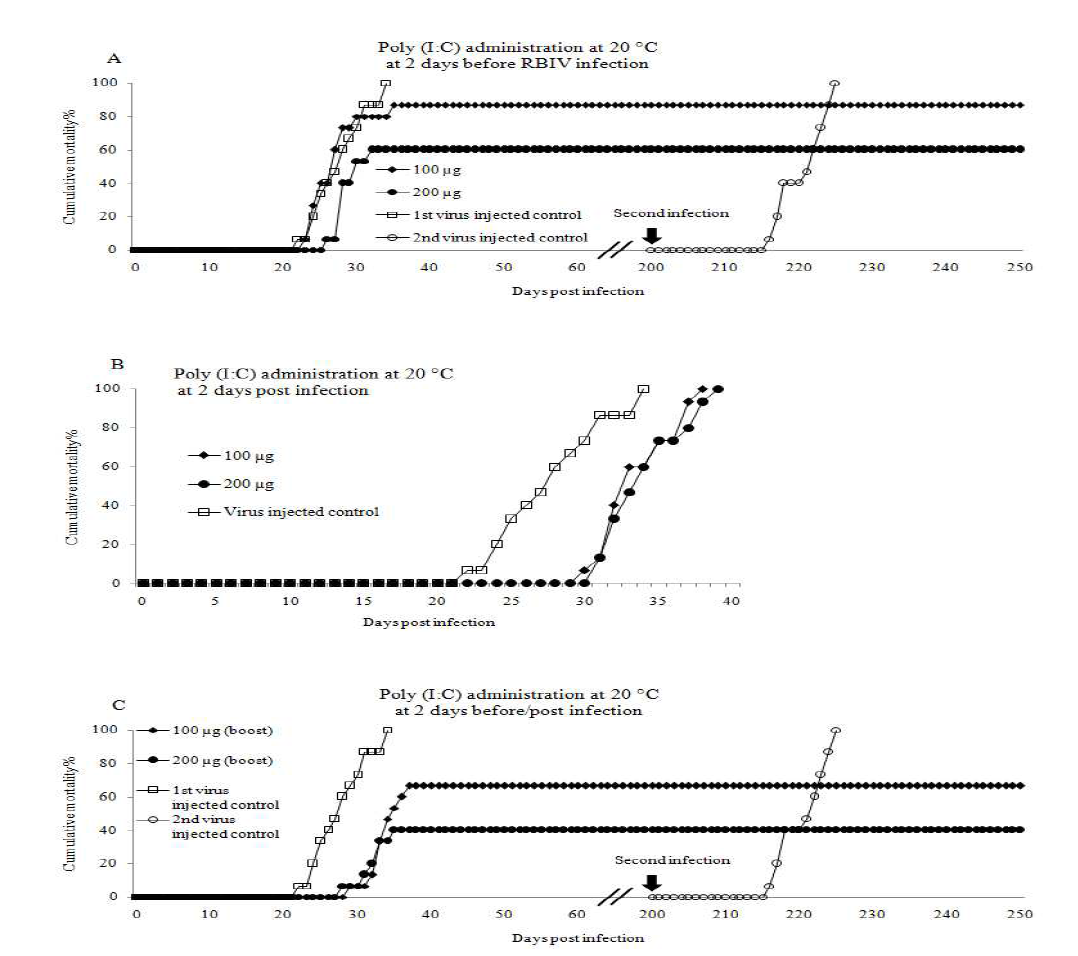 Poly (I:C)의 RBIV 감염에 대한 폐사율 개선