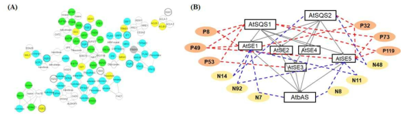 Triterpenoid saponin 생합성 유전자 network (A) 및 ICA분석 (B)