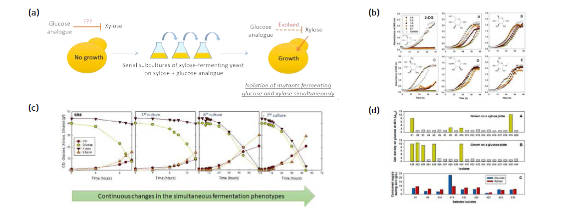 Adaptive evolution 모식도(a), 이를 위한 최적 glucose analogue의 스크리닝(b), adaptive evolution 중의 변화(c), 40종 mutant의 평가(d), Scientific reports, 2018