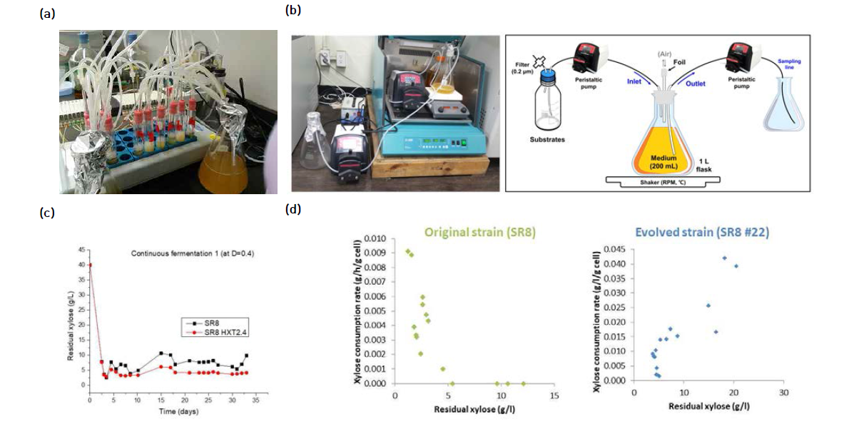 동시발효 균주를 이용한 small scale(20 mL, a) 및 large scale(200 mL, b) continuous system 구축, continuous system의 30일 연속운전(c), 모균주(SR8) 대비 동시발효균주(#22)의 연속발효 성능(d)