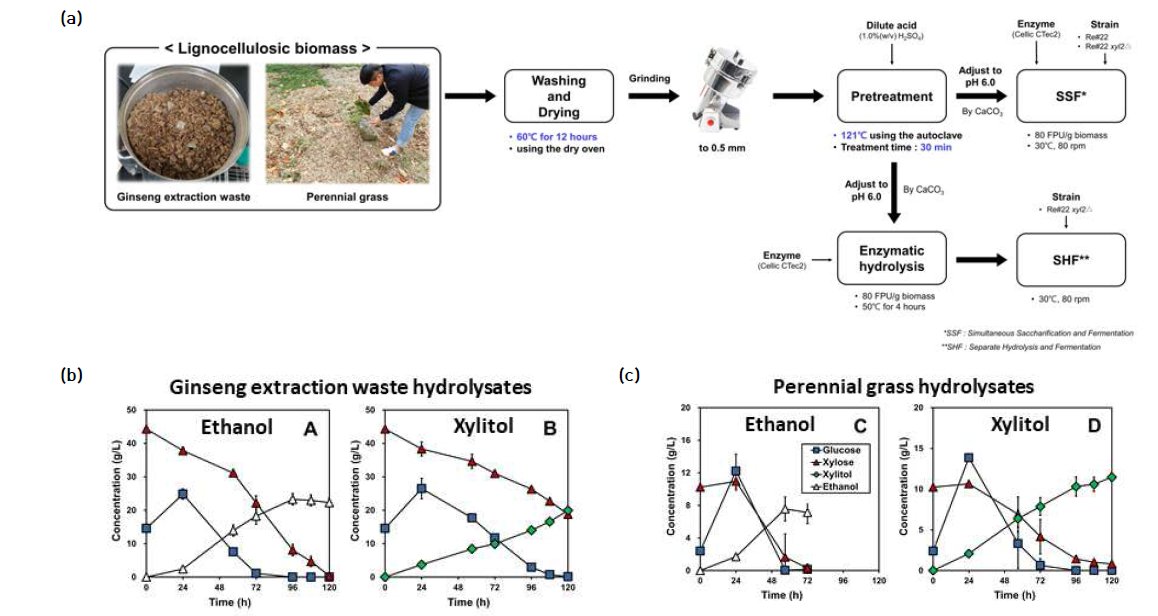 동시발효 균주를 이용한 실제 biomass hydrolysate의 발효 방법 모식도(a), 홍삼박(b) 및 perennial grass(c)를 원료로 한 ethanol과 xylitol의 생산 결과