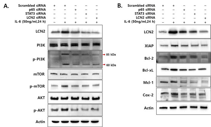 IL-6에 의한 LCN2 발현 상승과 염증성 대장암의 발암 기전 규명. IL-6 유도 LCN2의 발현과 STAT3 활성에 따른 PI3K 활성 기전의 변화를 확인 (A). IL-6 유도 LCN2의 발현과 NF-kB 활성에 따른 anti-apoptotic molecule 발현 변화 확인 (A)