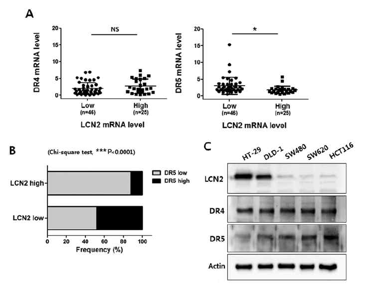 대장암 환자조직을 획득하여 LCN2와 death receptor 4, 5의 발현 상관관계를 확인 (A, B). 사람 대장암세포주 5개의 LCN2와 death receptor 4, 5의 단백질 발현 양상을 western blotting 으로 비교 분석 (C)