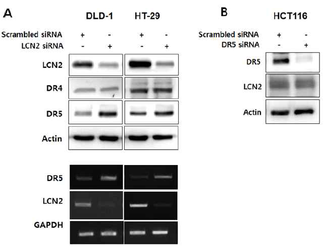 LCN2 발현 억제를 통한 death receptor 5의 발현 상승. TRAIL 내성 세포인 DLD-1과 HT-29 세포에 siRNA를 이용하여 LCN2 발현을 억제시키고 death receptor 4/5 발현 양상을 확인 (A). 반대로 TRAIL 만감세포인 HCT116에 death receptor 5의 발현을 억제시키고 LCN2의 발현 양상 확인 (B)