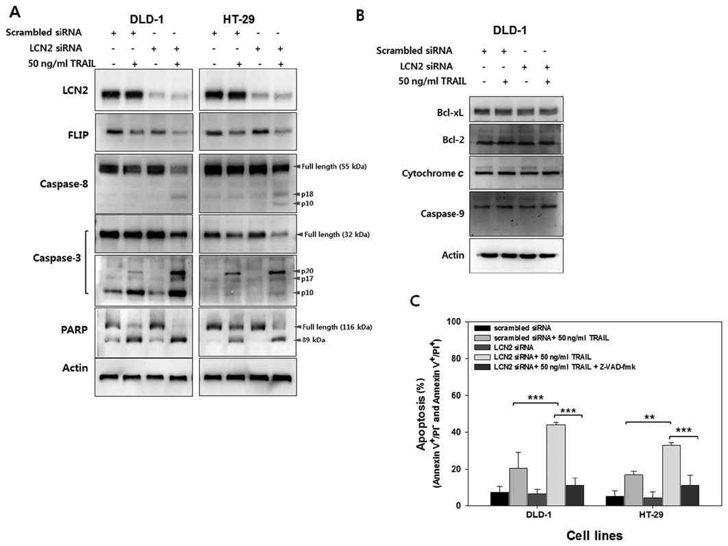 LCN2 발현 억제를 통한 TRAIL 유도 세포사멸 기전 규명. TRAIL 내성 사람대장암 세포에 siRNA를 이용하여 LCN2 발현을 억제시키고 TRAIL을 처리하여 세포사멸의 기전을 규명하기 위하여 western blotting을 시행 (A, B). Caspase dependent pathway를 확인하기 위하여 pan caspase inhibitor인 Z-VAD-fmk를 전처리 하고 TRAIL 처리. 이후 annexin V/PI를 이용하여 유세포 분석을 시행함