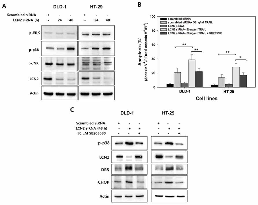 LCN2발현 억제에 따른 TRAIL 내성 세포의 내성극복 기전을 규명하기 위하여 death receptor 5 발현 상위조절자인 MAPK pathway의 변화를 western blotting을 시행하여 확인함 (A). 그결과 p38의 활성화 조절에 따른 TRIAL 내성 극복의 가능성을 확인. LCN2에 의한 p38의 활성화의 결과로TRAIL 내성 극복을 다시한번 확인하기 위하여 p38억제제인 SB203580을 전처리 하고 세포사멸 정도를 확인 (B). p38 활성화에 따른 death receptor 5 발현의 변화와 p38 하부 기전이면서 death receptor 5의 전사를 담당하는 CHOP의 발현을 확인 (C)