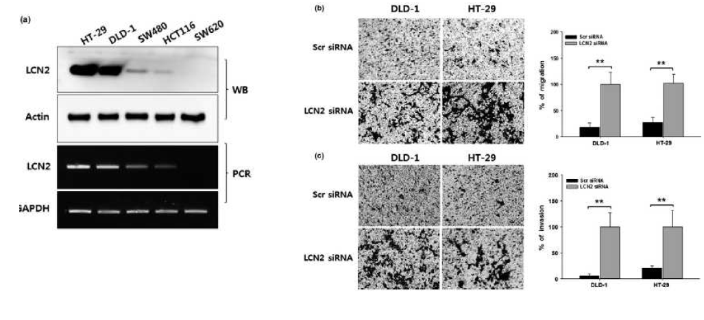 사람 대장암 세포주 별 LCN2 발현 양상 비교 (a). LCN2 발현 상승 세포인 HT-29과 DLD-1세포에 LCN2 siRNA를 이용하여 발현을 억제하고 세포의 운동성 및 침습성을 평가(b)