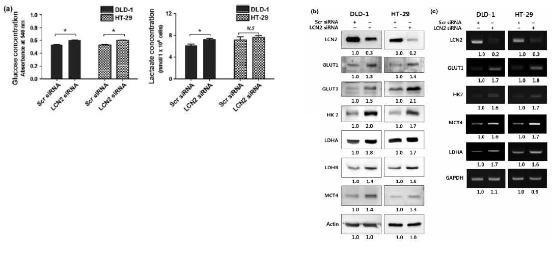HT-29과 DLD-1세포에 LCN2 siRNA를 이용하여 발현을 억제하고 glucose 소모와 Lactate 생성량을 비교 관찰함 (a). 암세포의 glycolysis에 관여하는 마커들의 발현을 비교 관찰 (b, c)