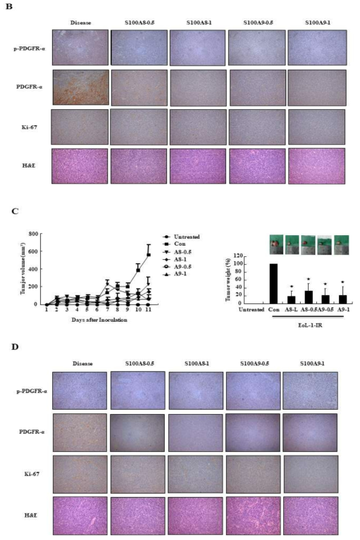 EoL-1 세포로 유도된 호산구성백혈병 동물모델에서 S100A8과 S100A9은 PDGFR의 감소를 통한 증식 신호전달기전을 억제시킨다. 이어지는 결과